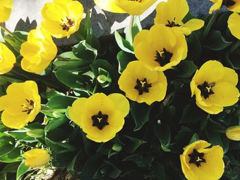 Close-up of yellow flower