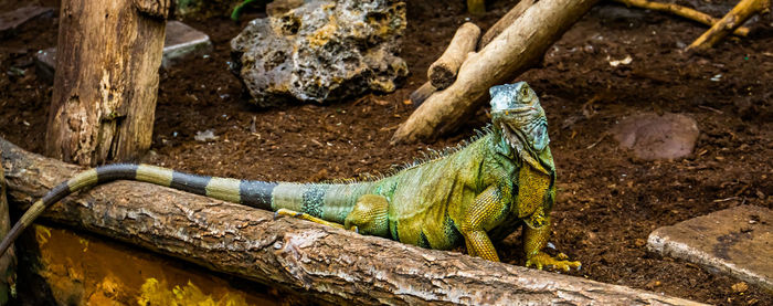 Close-up of lizard on wood