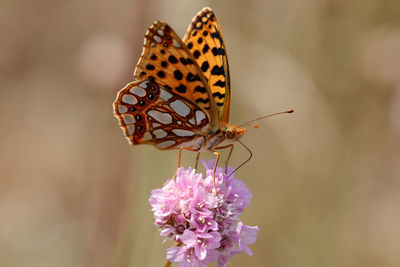 Close-up of butterfly pollinating on purple flower