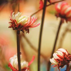 Close-up of pink flowers