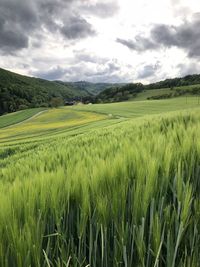 Scenic view of agricultural field against sky