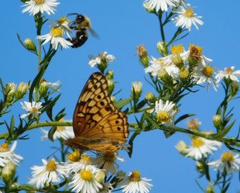 Low angle view of butterfly perching on flower