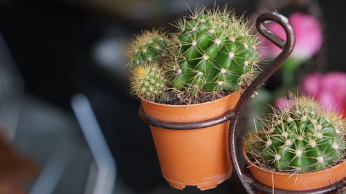 Close-up of potted plants