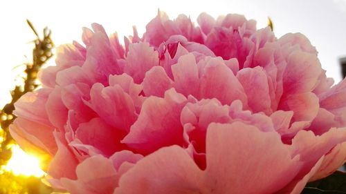 Close-up of pink rose blooming outdoors