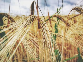 Close-up of stalks in field