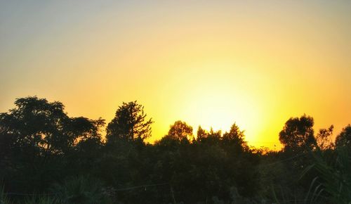 Silhouette trees against orange sky