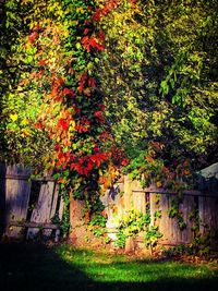 Plants growing on tree
