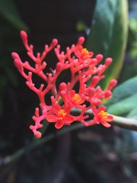 Close-up of flowers blooming outdoors