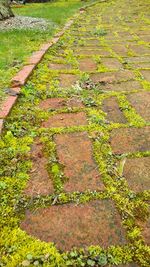 Close-up of grass growing in farm