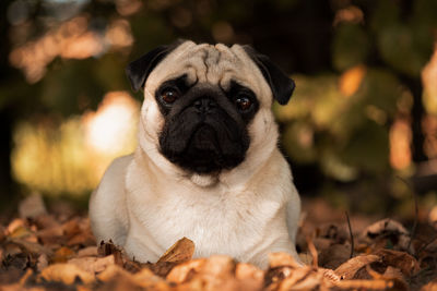 Close-up portrait of a dog