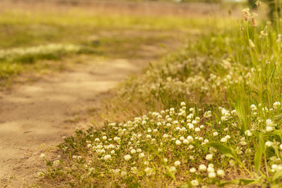 Scenic view of flowering plants on field