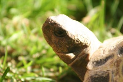 Close-up of animal head