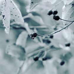 Close-up of dried berries on tree