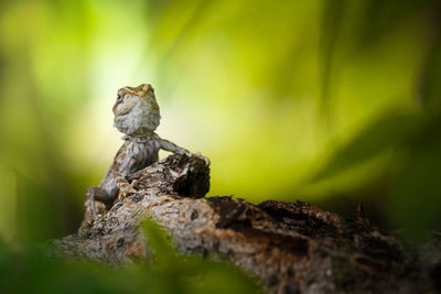 Close-up of lizard on rock