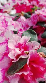 Full frame shot of pink flowers