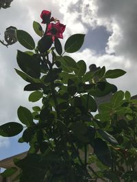 Low angle view of red flowers blooming against sky