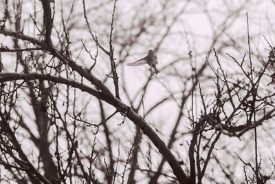 Low angle view of bird perching on bare tree