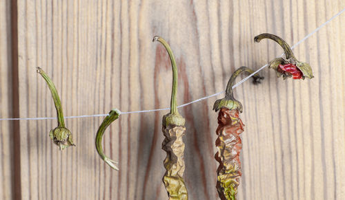 Close-up of dry chili peppers