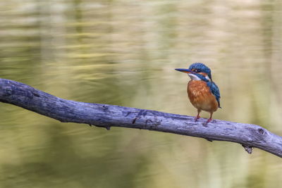 Eurasian, river or common kingfisher, alcedo atthis, perched on a branch, neuchatel, switzerland