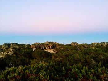 Scenic view of landscape against clear sky