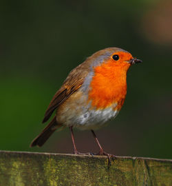 Close-up of bird perching outdoors