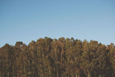 Trees against clear sky