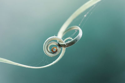 Close-up of spiral plant against blurred background