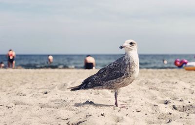 Seagull perching on a beach
