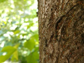 Close-up of tree trunk
