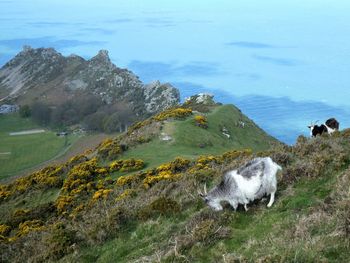 High angle view of sheep on rock by sea against sky