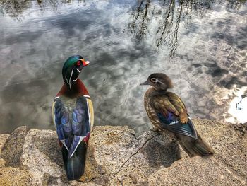 High angle view of birds in lake