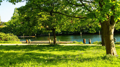 Scenic view of lake against trees