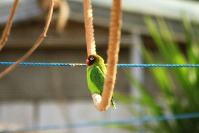 Close-up of butterfly perching on leaf