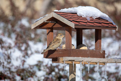 View of birds perching on wood