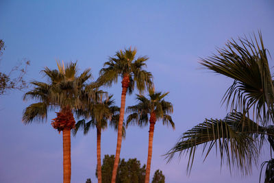 Low angle view of palm trees against clear blue sky