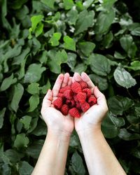 Close-up of hand holding raspberries