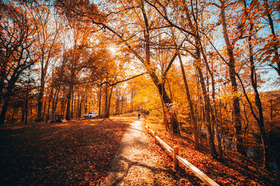 Footpath amidst trees in forest during autumn