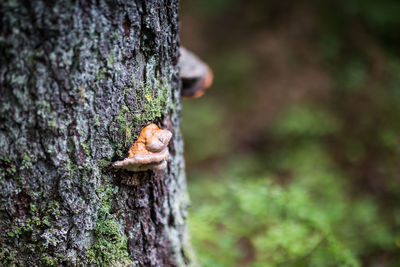 Close-up of mushroom on tree trunk