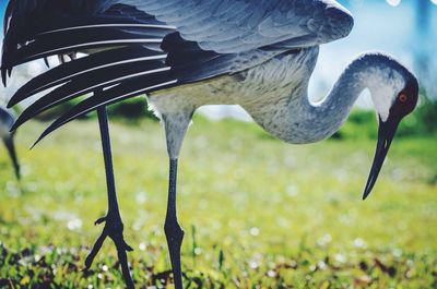 Sandhill crane on grassy field