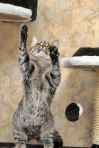 Close-up of cat looking at home