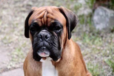 Close-up portrait of a dog