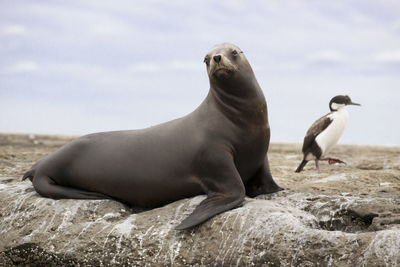 Aquatic mammal and bird on rock at beach against sky