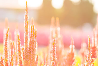 Plants growing in field on sunny day