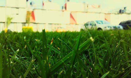 Close-up of grass on field