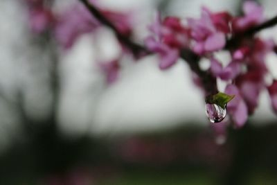 Close-up of flowers