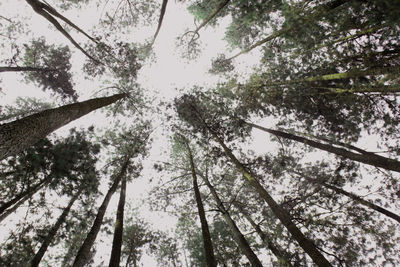 Low angle view of trees in forest