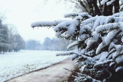 Close-up of frozen tree on field during winter