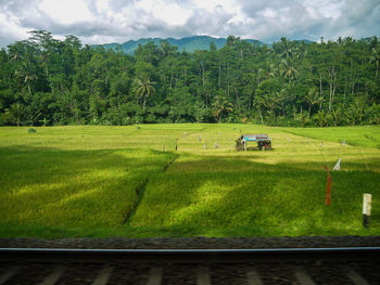 Scenic view of agricultural field against sky