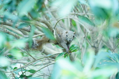 Close-up of squirrel on plant