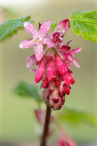 Close-up of pink flowering plant